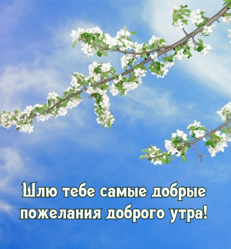 Шлю тебе самые добрые  пожелания доброго утра!