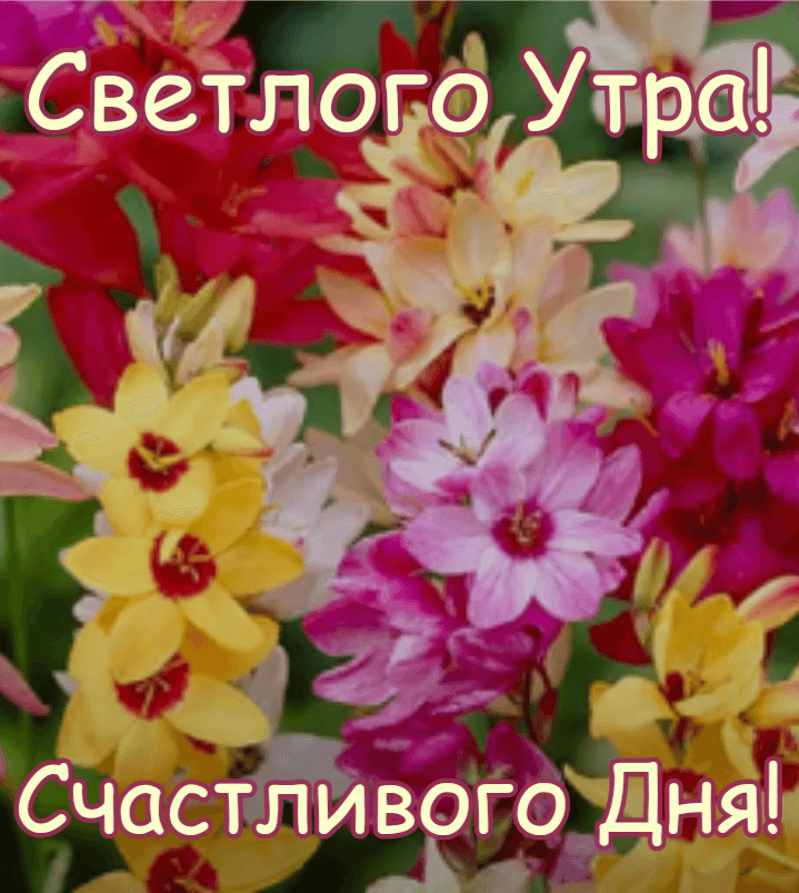 Светлого Утра! Счастливого Дня!