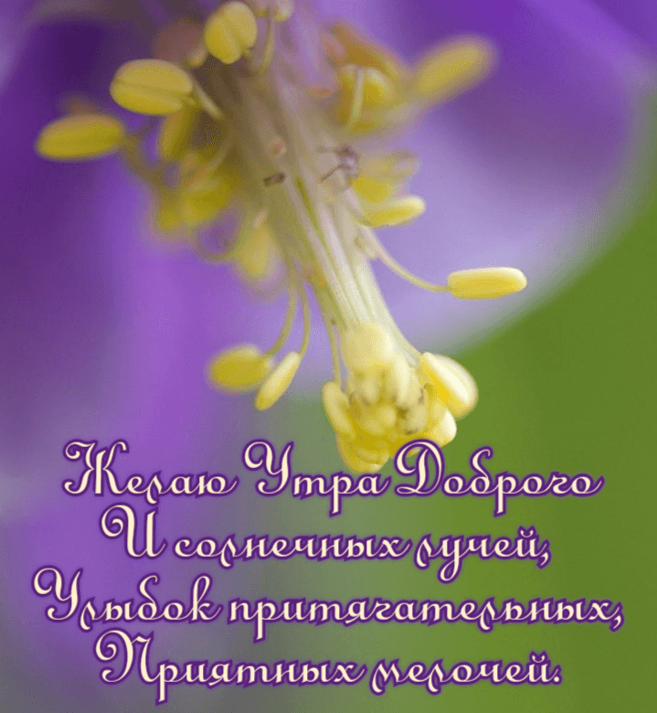 Желаю Утра Доброго И солнечных лучей
