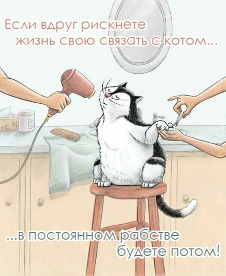 Если вдруг рискнете жизнь свою связать с котом...