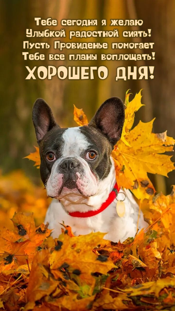 Тебе сегодня я желаю Улыбкой радостной сиять!