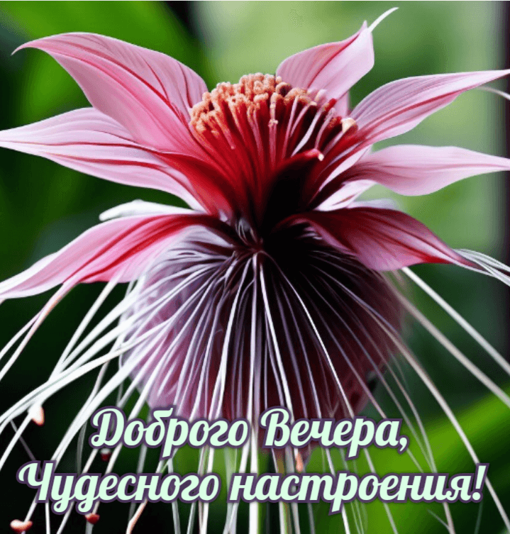 Доброго Вечера, Чудесного настроения!