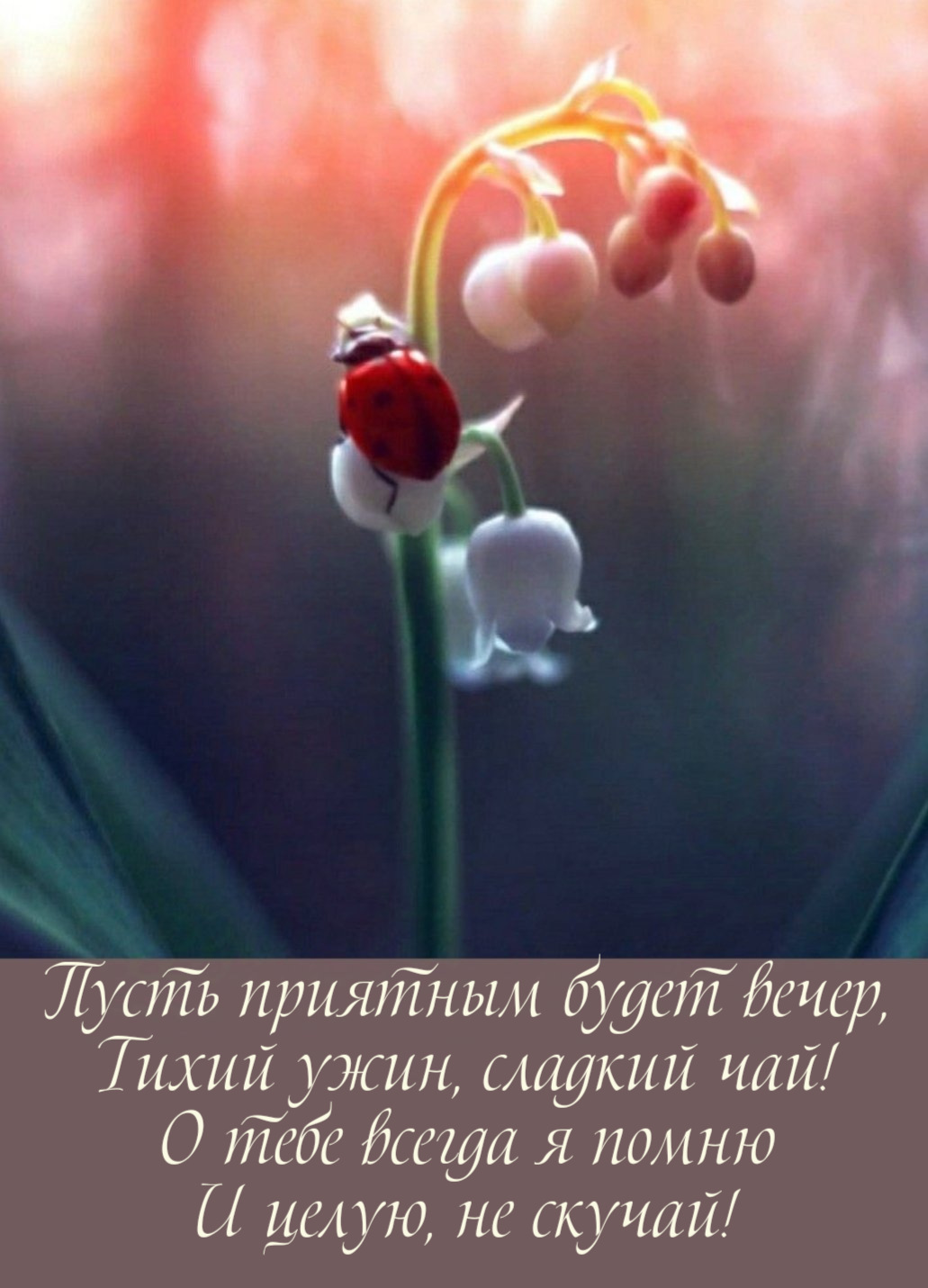 Пусть приятным будет вечер, Тихий ужин, сладкий чай!