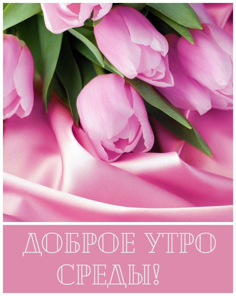 Доброе утро среды! с розовыми тюльпанами.