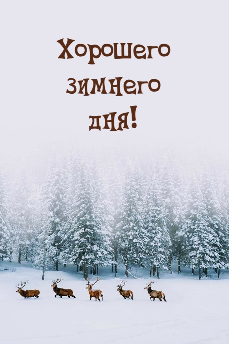 Хорошего зимнего дня!