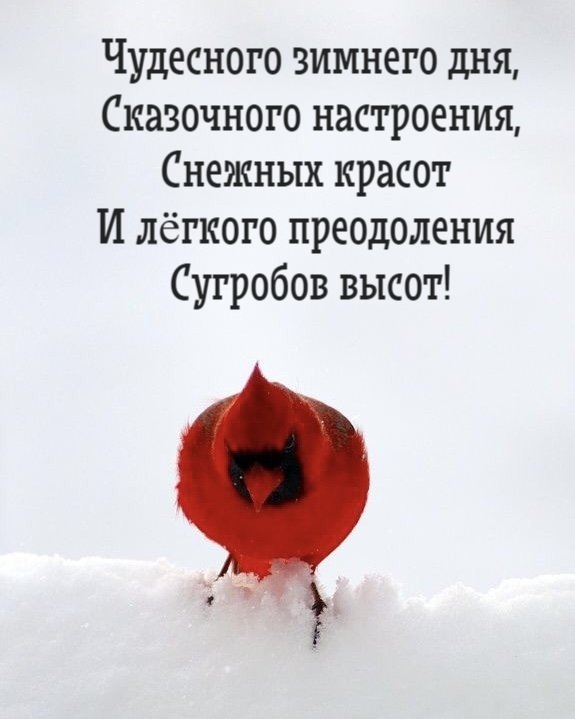 Чудесного зимнего дня,  Сказочного настроения,  Снежных красот  И лёгкого преодоления  Сугробов высот!