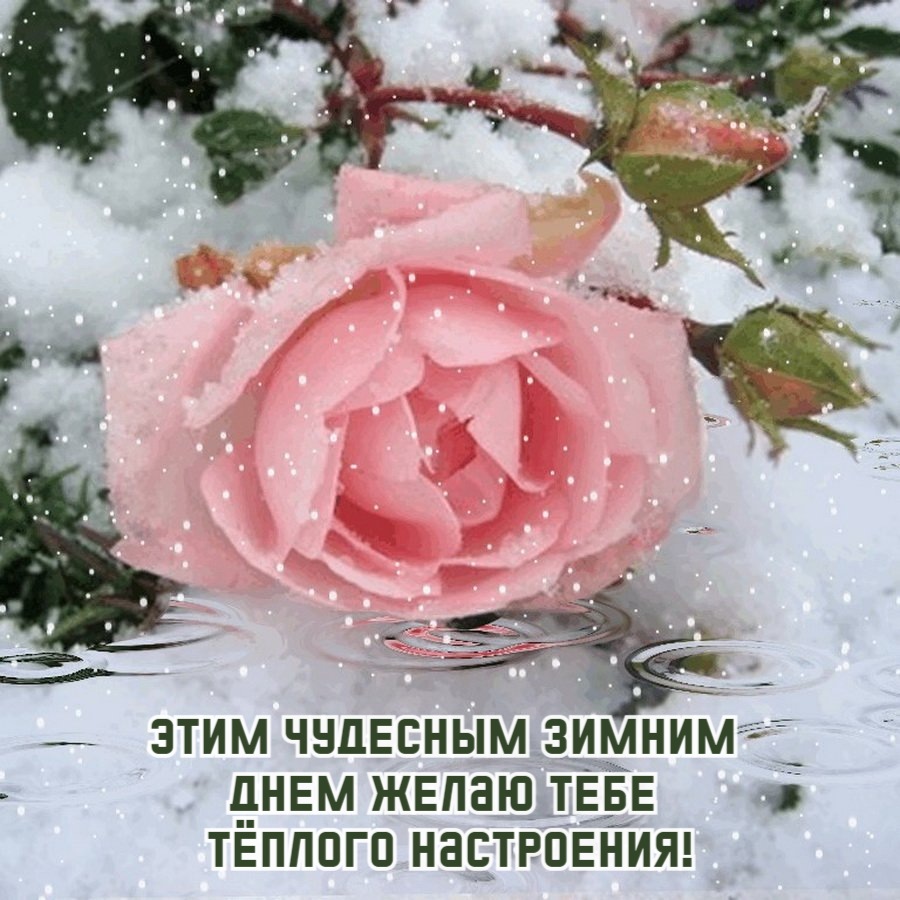 Этим чудесным зимним  днем желаю тебе  тёплого настроения!