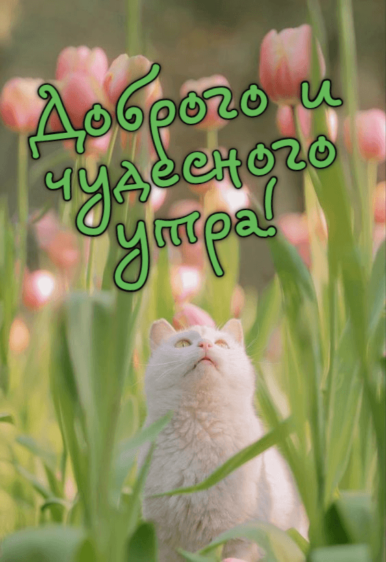 Доброго и чудесного утра!